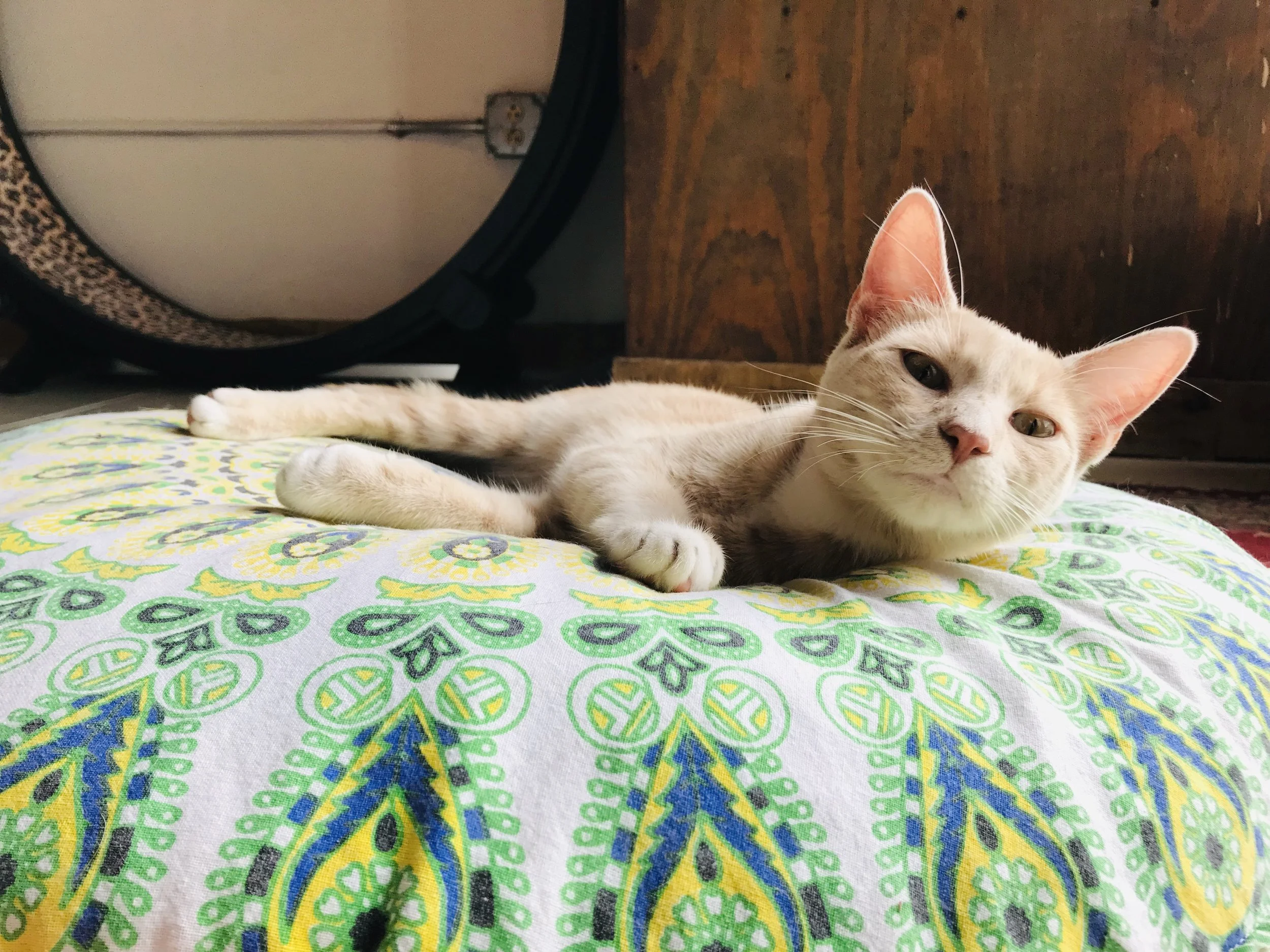 Mewsic Kitty Cafe — The Neighbor's Cat